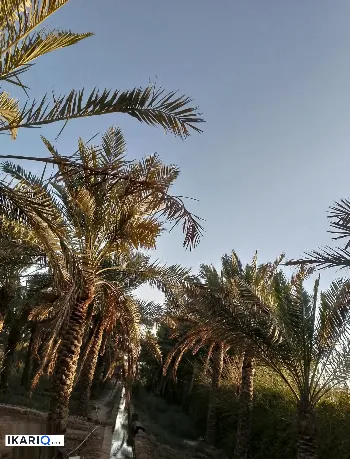 مزرعة للبيع في ابي الخصيب - 300 م² / 425,000,000 IQD