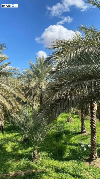 أرض للبيع في ابي الخصيب - 2500 م² / 500,000,000 IQD