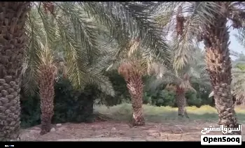 مزرعة للبيع في الكباسي - 1000 م² / 240,000,000 IQD