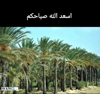 دار للإيجار في الجمهورية - 120 م² / 525,000 IQD
