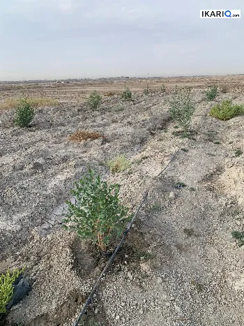 أرض للبيع في الهارثة - 5000 م² / 100,000,000 IQD