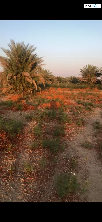 أرض للبيع في الراشدية - 3125 م² / 165,000,000 IQD