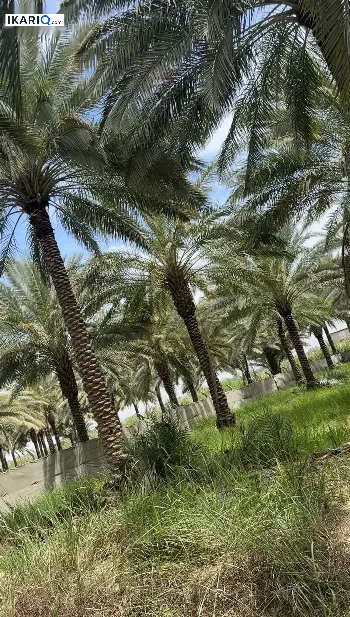 أرض للبيع في عون - 2500 م² / 250,000,000 IQD