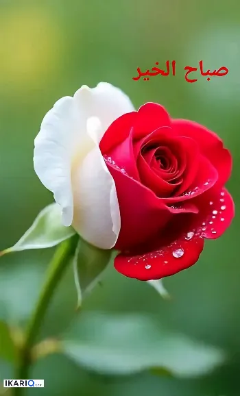دار للبيع في كمب سارة - 1111 م² / 495,000,000 IQD