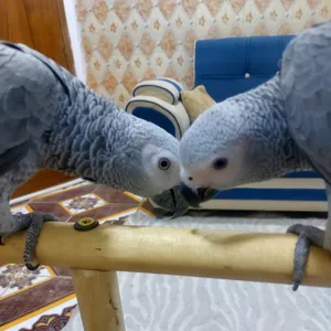 ابوعباس ابوعباس