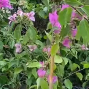 جلنار