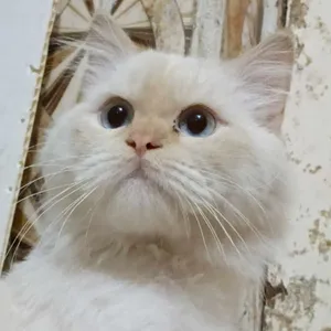 علي عباس مصطفى