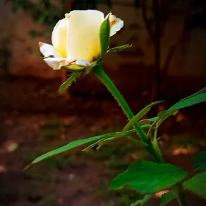 علي ستار