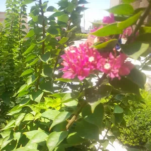 المحامية حياة سعدون مزهر