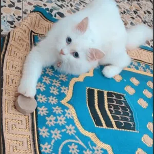 ابو اديان