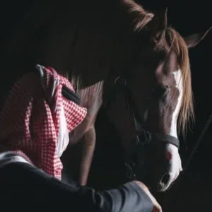 احمد