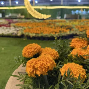 عباس جمال الدين